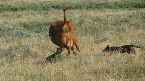 Pistol and Hank convince  reluctant cow to get going.