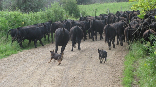 Pistol and Hank bringing up the rear on the way to summer pasture.