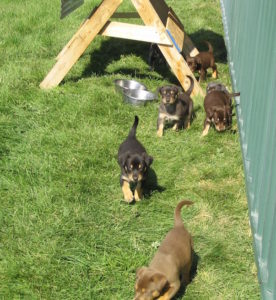 Ringer puppies 2005 006