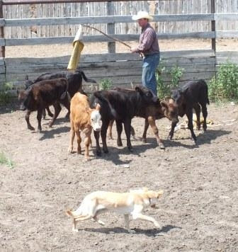 Burradoo Ty on an “away to me” with young calves.