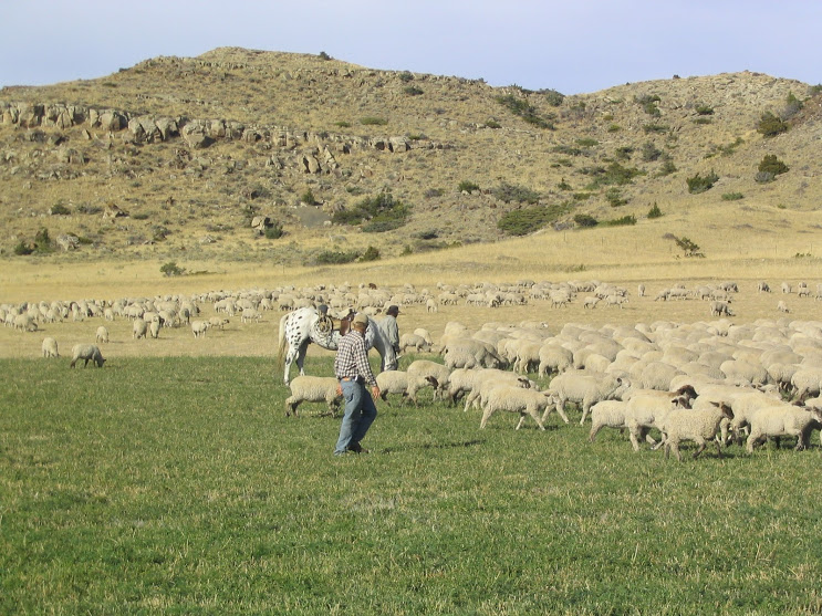 Burradoo Ranch Van Fleet sheep 102007 001