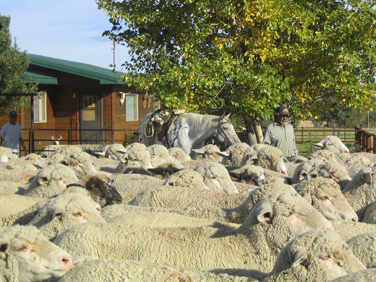 Burradoo Ranch Van Fleet sheep 102007 006