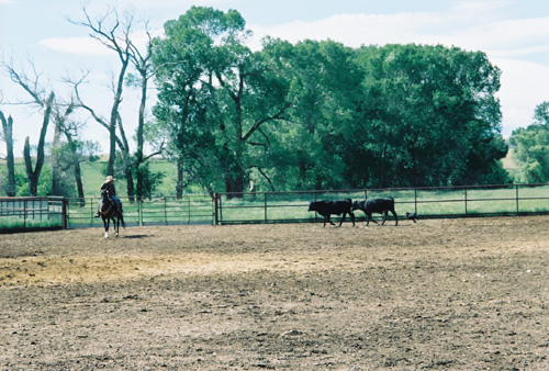 Bill working cattle with Riana Battle in the pens from horseback.