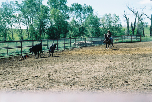 Bill working Burkelodge Coke on cattle along the fence.