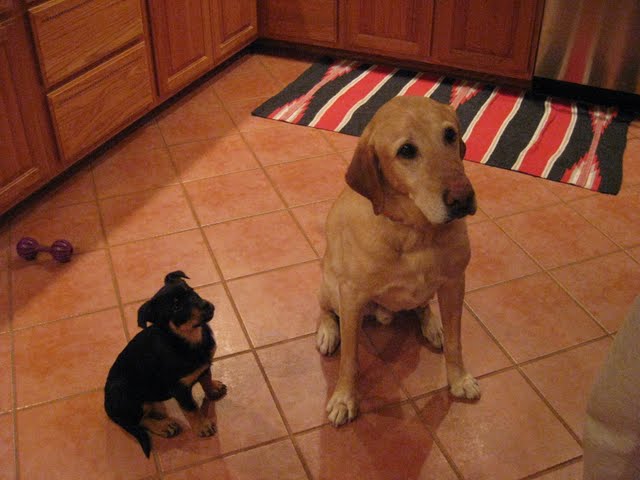 Burradoo Ripper with Mate learning how to sit and behave in the house.