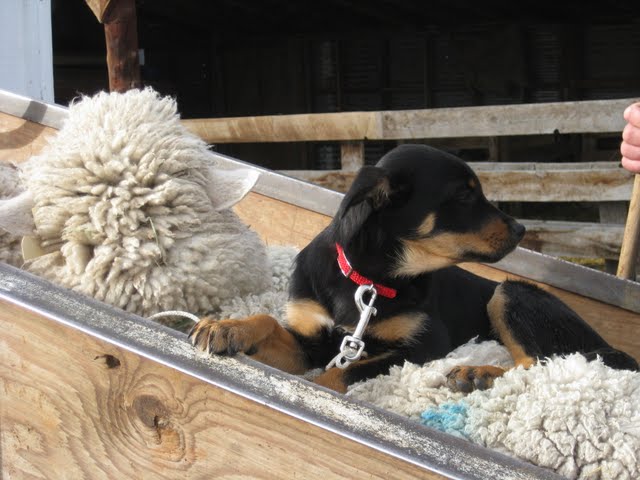 Ripper learning about backing sheep as we were helping neighbors shear.