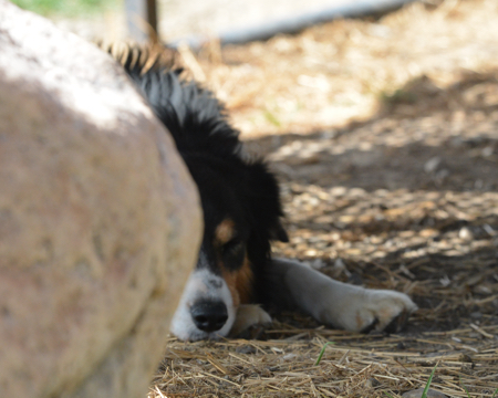 border collie bill