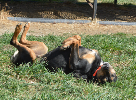 kelpie rolling