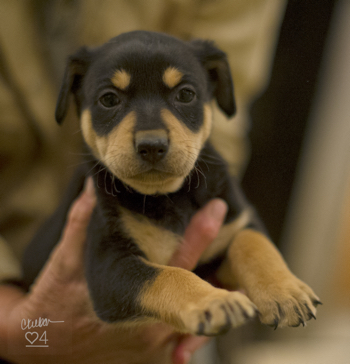 pup in hands