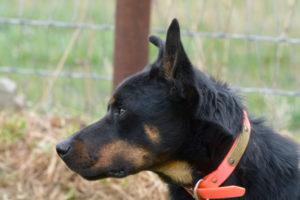 kelpie, stockdog,