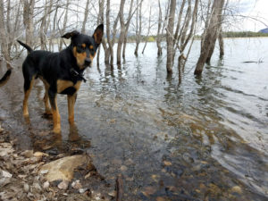 Stone the water dog